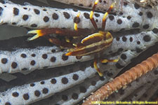 squat lobster